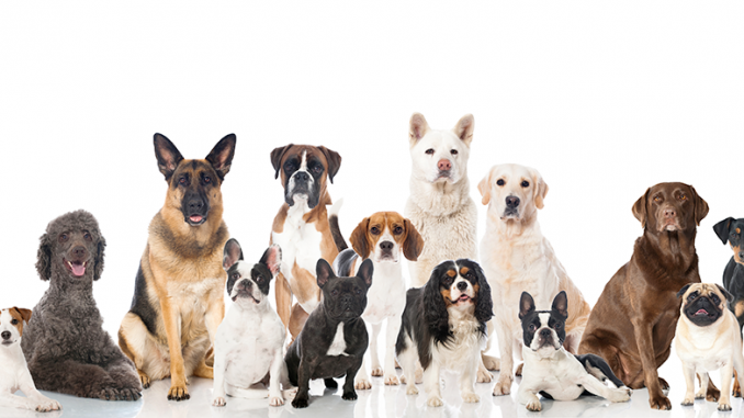 Dogs-ThinkstockPhotos-463752425 Dogs
