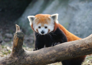 Red panda at at Rosamond Gifford Zoo in Syracuse. Photo courtesy of Karyn Knaul.
