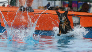 The free Superdogs show at the NYS Fair on Tuesday Aug. 20, 2021. Friday marked the first day of the Fair’s 18-day run.